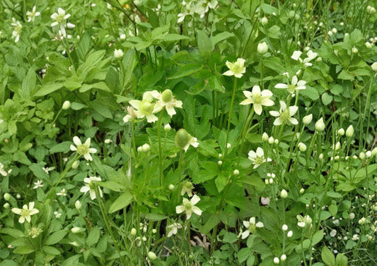 Anemone cylindrica Thimbleweed Seeds – Hardy Native Perennial with White Flowers, Decorative Heads, Easy to Grow