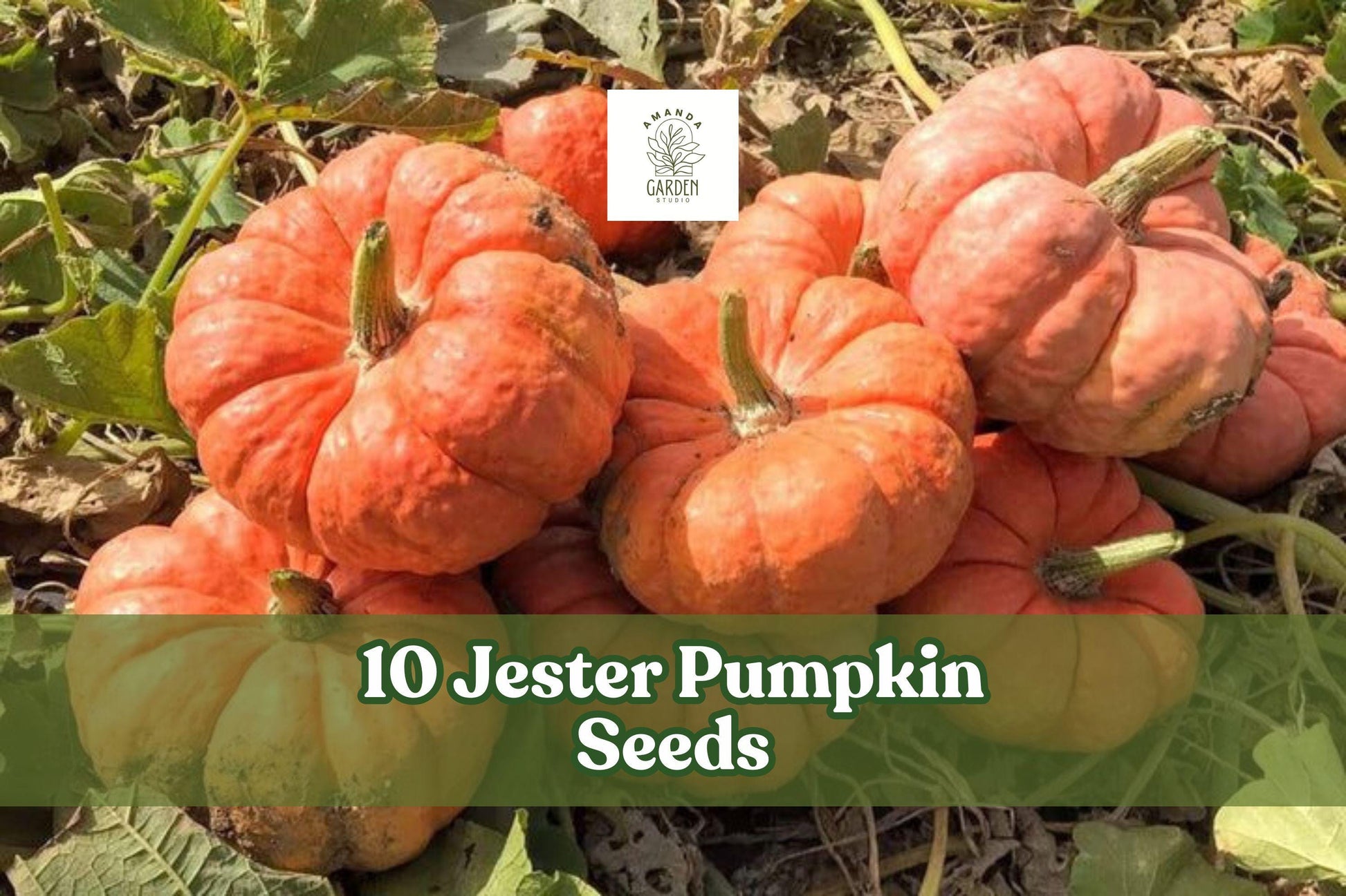 Jester Pumpkin Seeds – Salmon Red Bumpy Ornamental & Edible Cucurbita pepo, Compact Vine for Fall Garden and Decor
