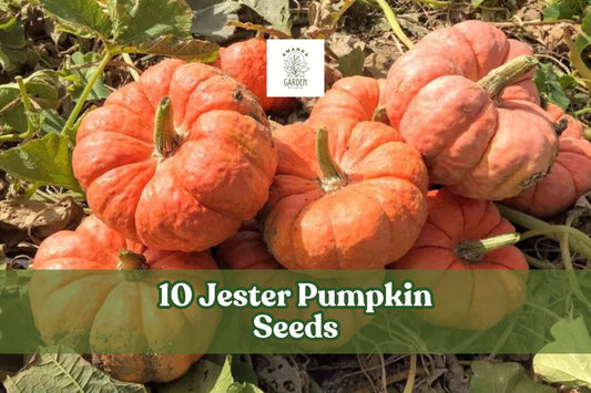 Jester Pumpkin Seeds – Salmon Red Bumpy Ornamental & Edible Cucurbita pepo, Compact Vine for Fall Garden and Decor