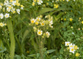 Prairie Cinquefoil Seeds – Hardy Native Perennial with Creamy White Summer Flowers – Potentilla recta Seed Pack