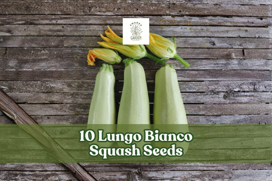 Lungo Bianco Squash Seeds – Summer Garden Vegetable, Pale Green, Cucurbita pepo, Easy to Grow, 10 Pack