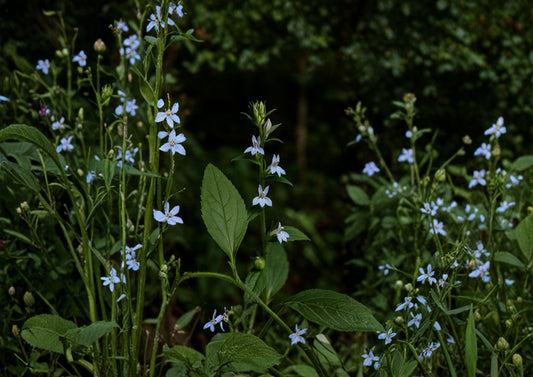 Lobelia Inflata Indian Tobacco Seeds – Native Wildflower for Pollinator Gardens – Ornamental Plant Seeds