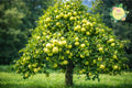Yellow Delicious Apple Grafted Fruit Tree Bare-root - Malus domestica, Sweet, Crisp Apple Tree for Home Orchard