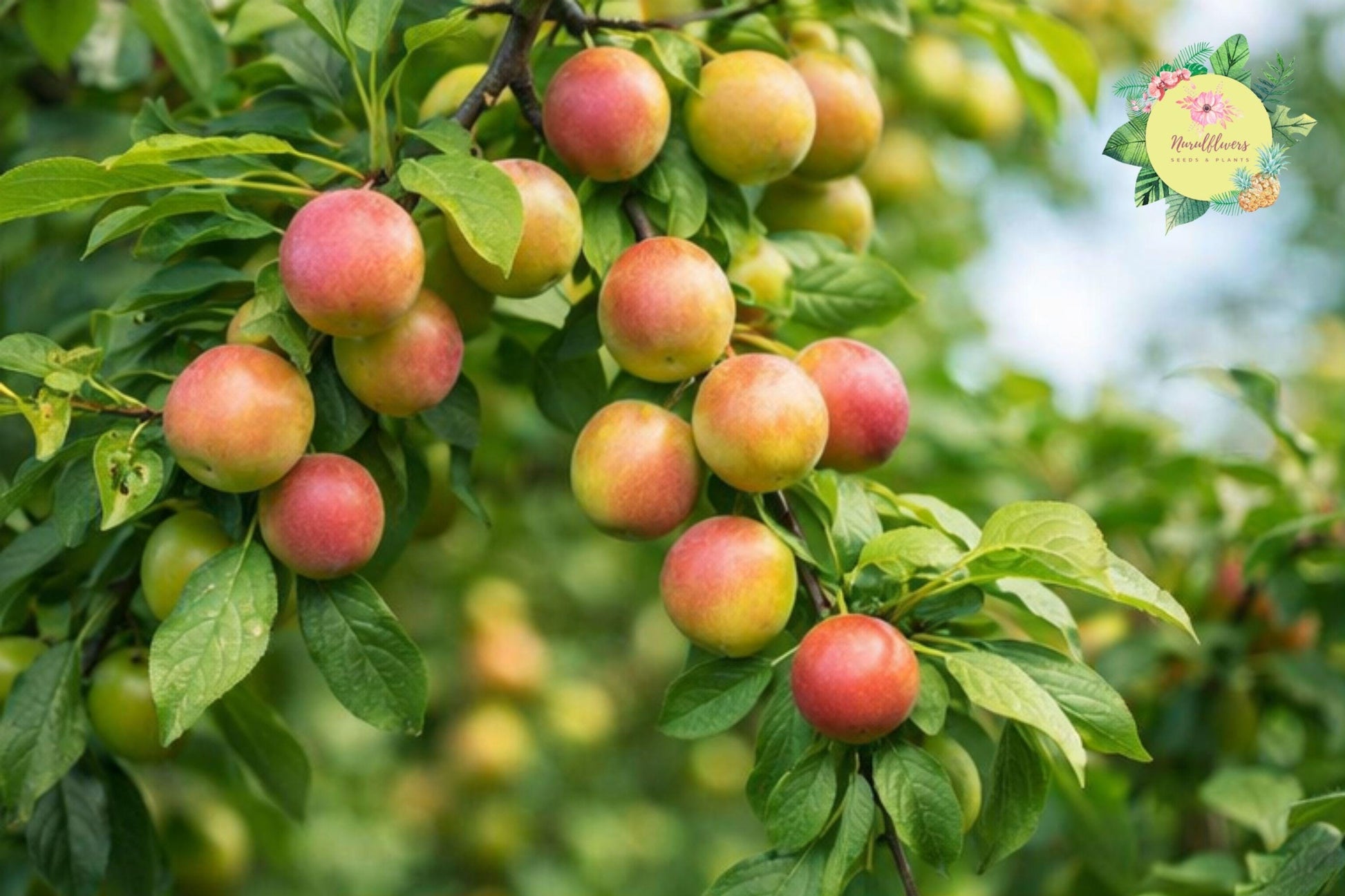 Methley Plum Grafted Fruit Tree – Sweet Juicy Prunus salicina for Home Gardens & Containers