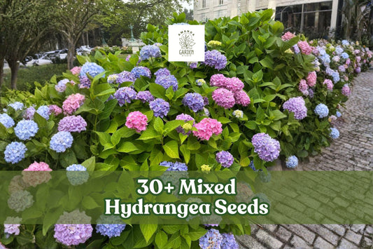 Mixed Hydrangea Seeds – Colorful Flowering Shrubs for Garden Borders & Landscape – Hydrangea spp.
