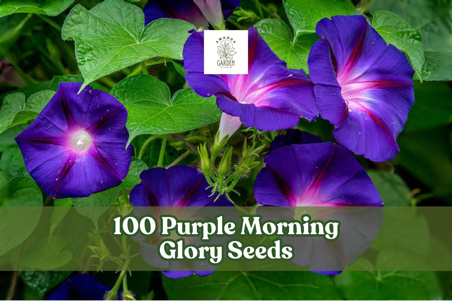 100 Purple Morning Glory Seeds – Climbing Vine, Ipomoea purpurea, Vibrant Purple Blooms, Fast-Growing Annual for Trellises & Fences