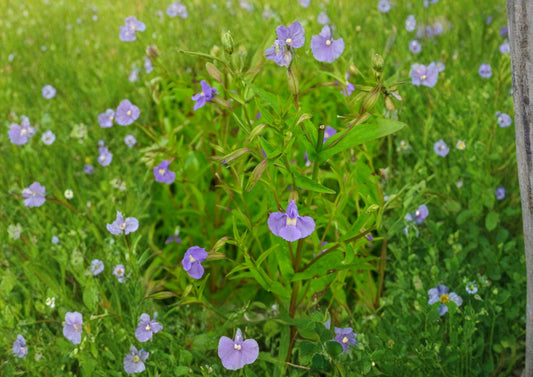 Mimulus Ringens Monkey Flower Seeds – Native Blue Wetland Wildflower for Gardens – Non-GMO