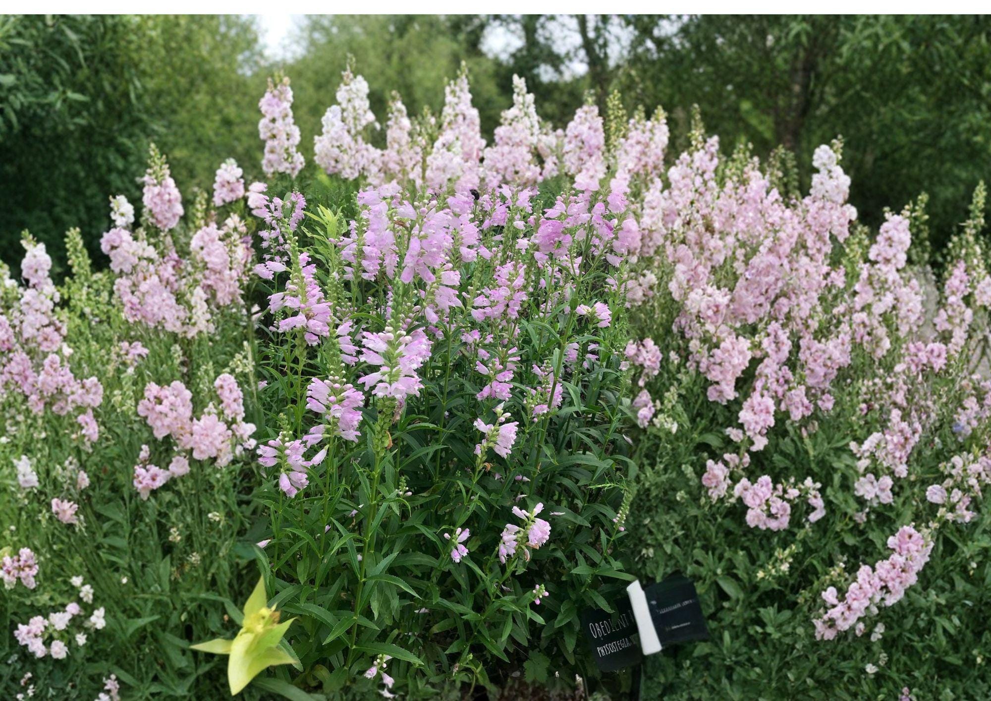 Obedient Plant Seeds – Hardy Native Perennial with Pink Purple Flower Spikes for Pollinator Gardens, Easy to Grow, Physostegia virginiana