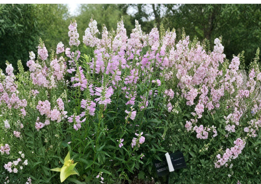 Obedient Plant Seeds – Hardy Native Perennial with Pink Purple Flower Spikes for Pollinator Gardens, Easy to Grow, Physostegia virginiana