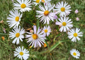 Panicled Aster Seeds – White Fall Blooms Native Perennial for Pollinator Gardens – New Harvest Quality