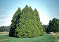 Eastern Arborvitae Seeds – Northern White Cedar for Hedges and Windbreaks, 50 Seeds, Thuja occidentalis