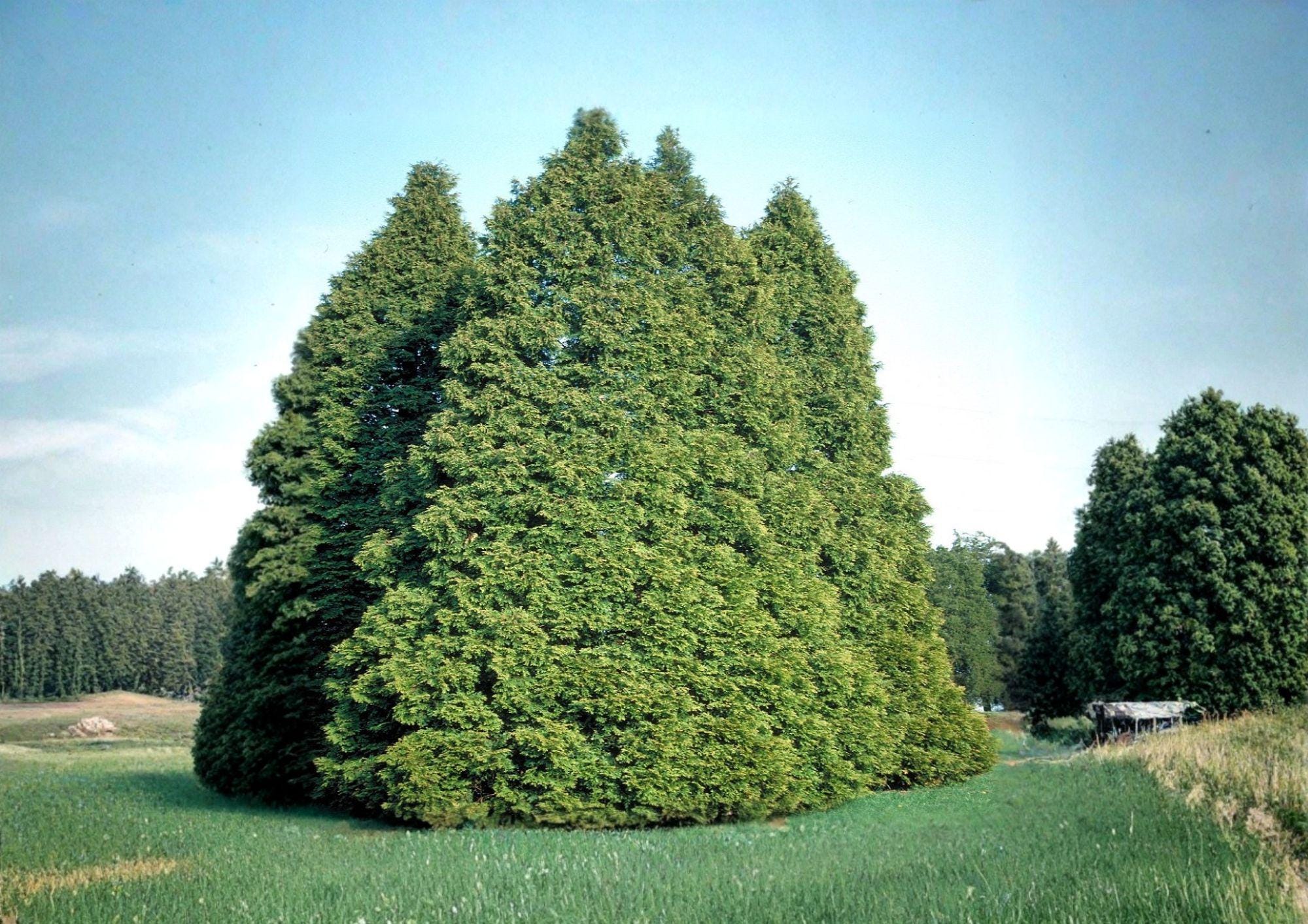 Eastern Arborvitae Seeds – Northern White Cedar for Hedges and Windbreaks, 50 Seeds, Thuja occidentalis