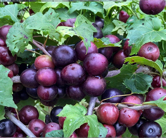 Muscadine Grape Cuttings Vitis rotundifolia Male & Female Climbing Vine for Fruit & Landscape, 10 Unrooted Cuttings