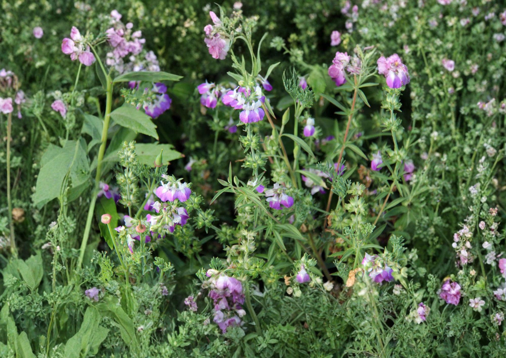 Chinese Houses Collinsia Heterophylla Seeds – Blue White Annual Wildflower for Gardens – Fast Shipping