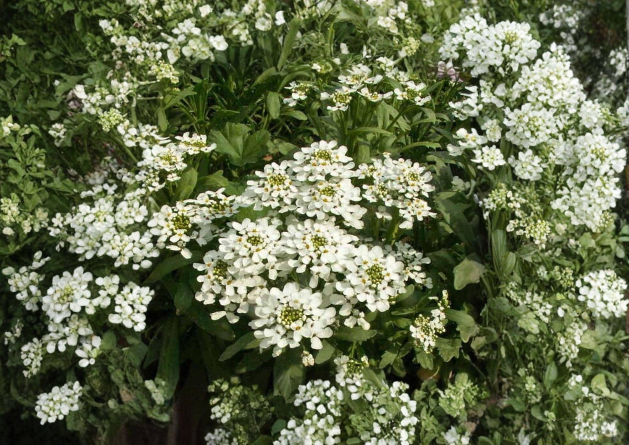 Empress Rocket Candytuft Seeds – Fragrant White Annual Flower for Cottage Gardens – Non-GMO, 100 Seeds