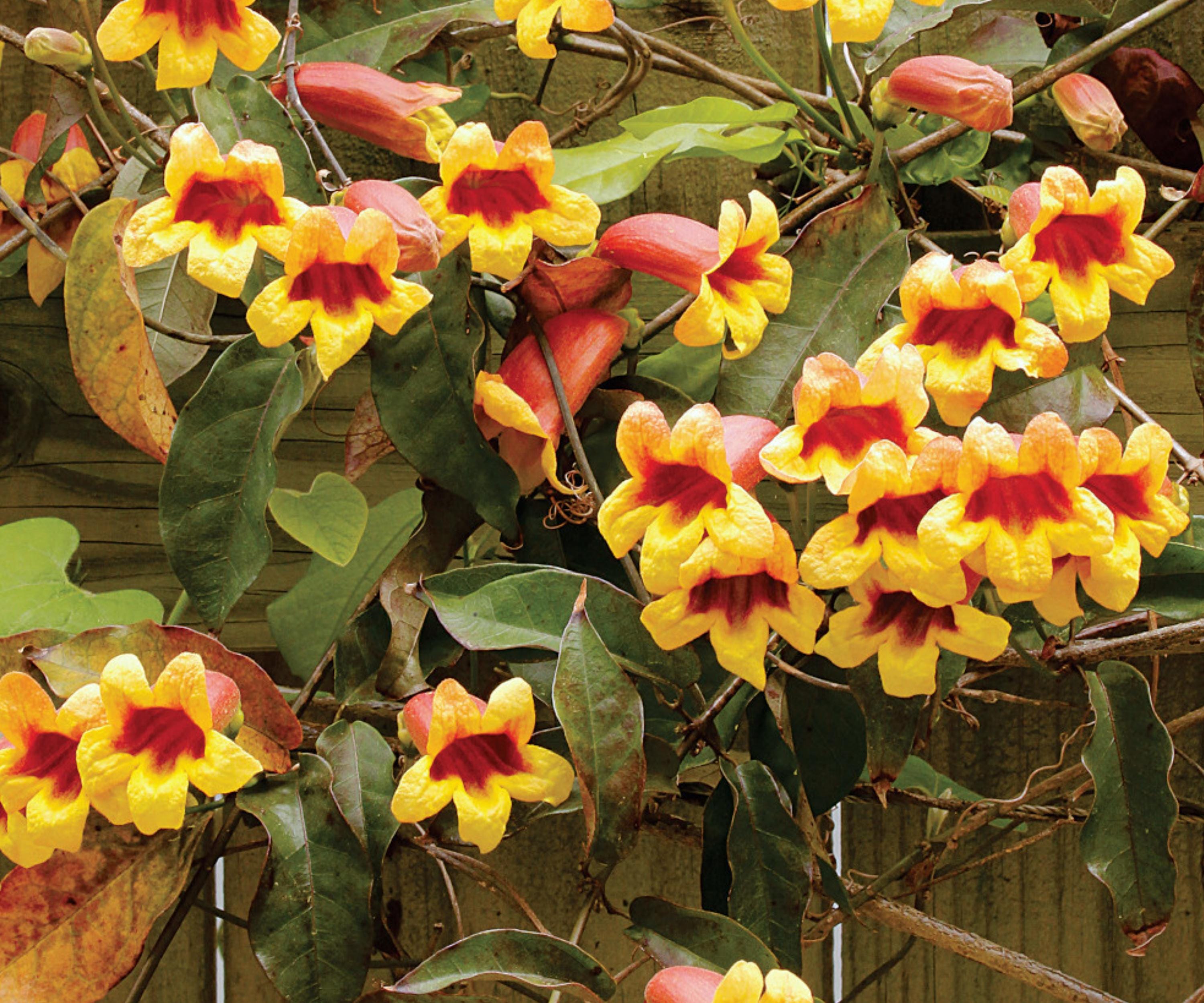 Cross Vine Plants - 2 Bare Root Tangerine Beauty Bignonia capreolata Trumpet Flower Vine for Trellises & Fences