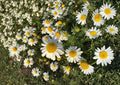 German Chamomile Seeds – Fragrant Daisy Flowers for Tea Garden Remedies – Matricaria chamomilla