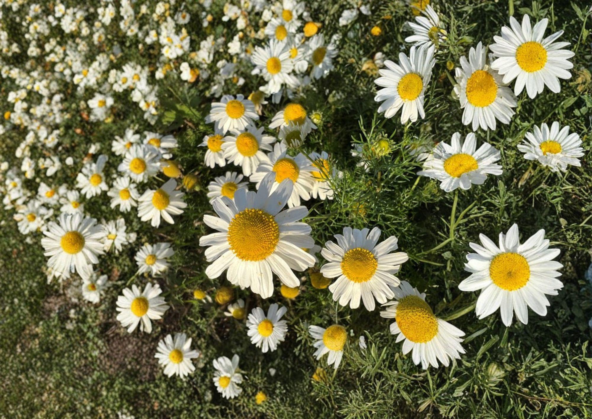 German Chamomile Seeds – Fragrant Daisy Flowers for Tea Garden Remedies – Matricaria chamomilla