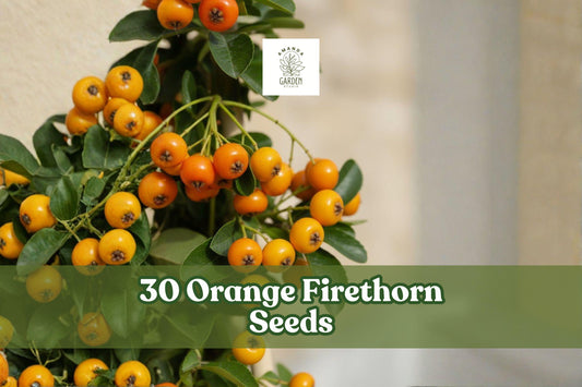 Orange Firethorn Seeds – Pyracantha spp. – Ornamental Shrub for Bonsai, Hedges & Garden Planting