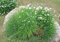Garlic Chives Seeds 100+ Allium Tuberosum Perennial Herb Edible Leaves White Flowers Kitchen Garden Non-GMO