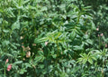 Black Mint Huacatay Seeds – Aromatic Culinary and Medicinal Herb, Tagetes Minuta, Perennial Plant for Herb Garden, Rare Andean Healing Herb
