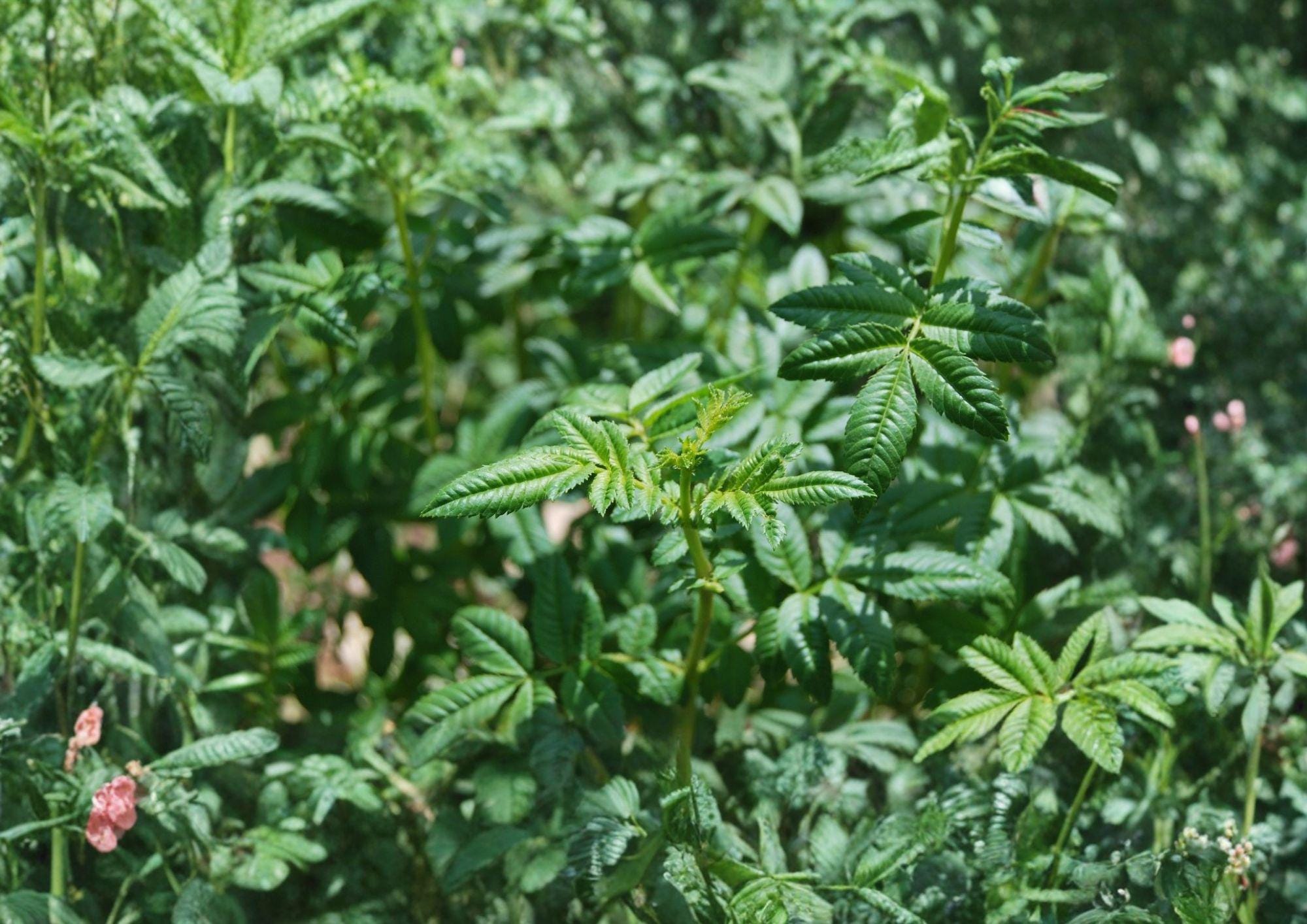 Black Mint Huacatay Seeds – Aromatic Culinary and Medicinal Herb, Tagetes Minuta, Perennial Plant for Herb Garden, Rare Andean Healing Herb