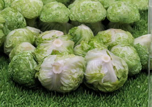 Iceberg Batavian Lettuce Seeds, Non-GMO Crisphead Lettuce, Cool Season Garden Greens, Lactuca Sativa, Fast Growing Vegetable Seeds