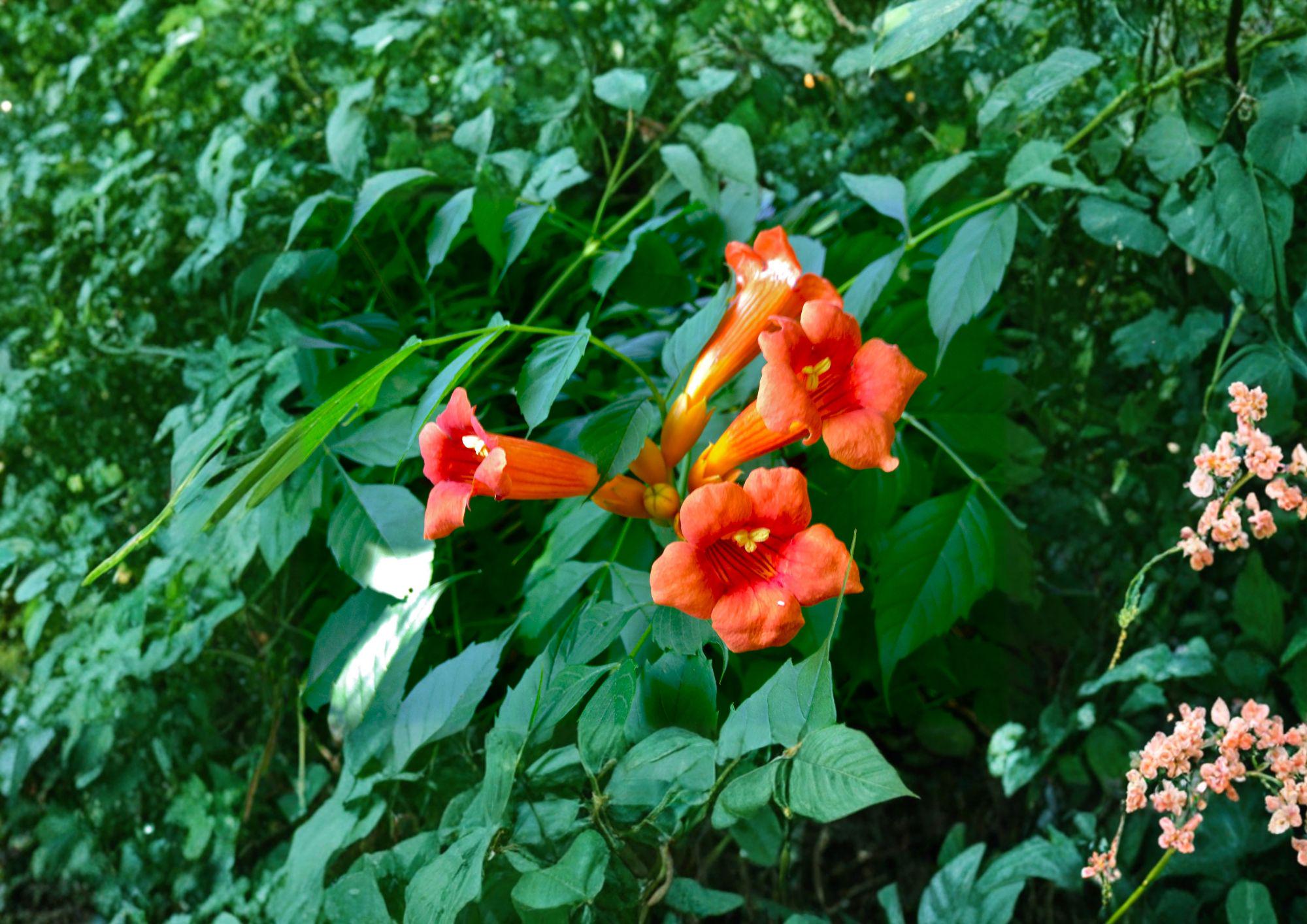 Campsis Radicans Trumpet Creeper Vine Seeds – Fast Growing Orange Flowers for Trellis and Climbing Plants