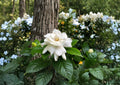 Gardenia Jasminoides Seeds – Fragrant Creamy White Flowers, Evergreen Shrub, Fast Growing, 20 Seeds