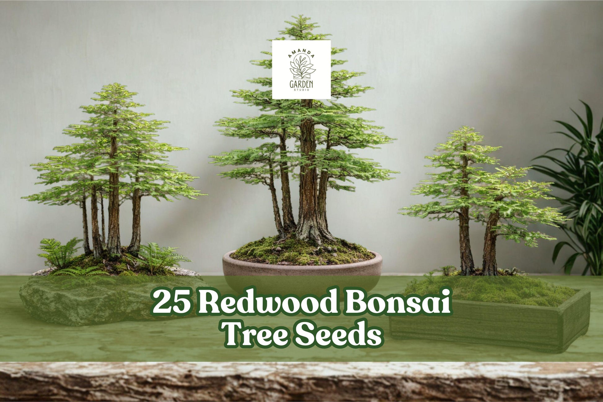 25 Redwood Bonsai Tree Seeds – Sequoia spp. – Evergreen Miniature Forest Plant for Bonsai & Landscaping