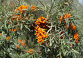 Sea Buckthorn Seeds – Hardy Orange Superfruit Shrub for Gardens and Edible Harvests – Hippophae rhamnoides