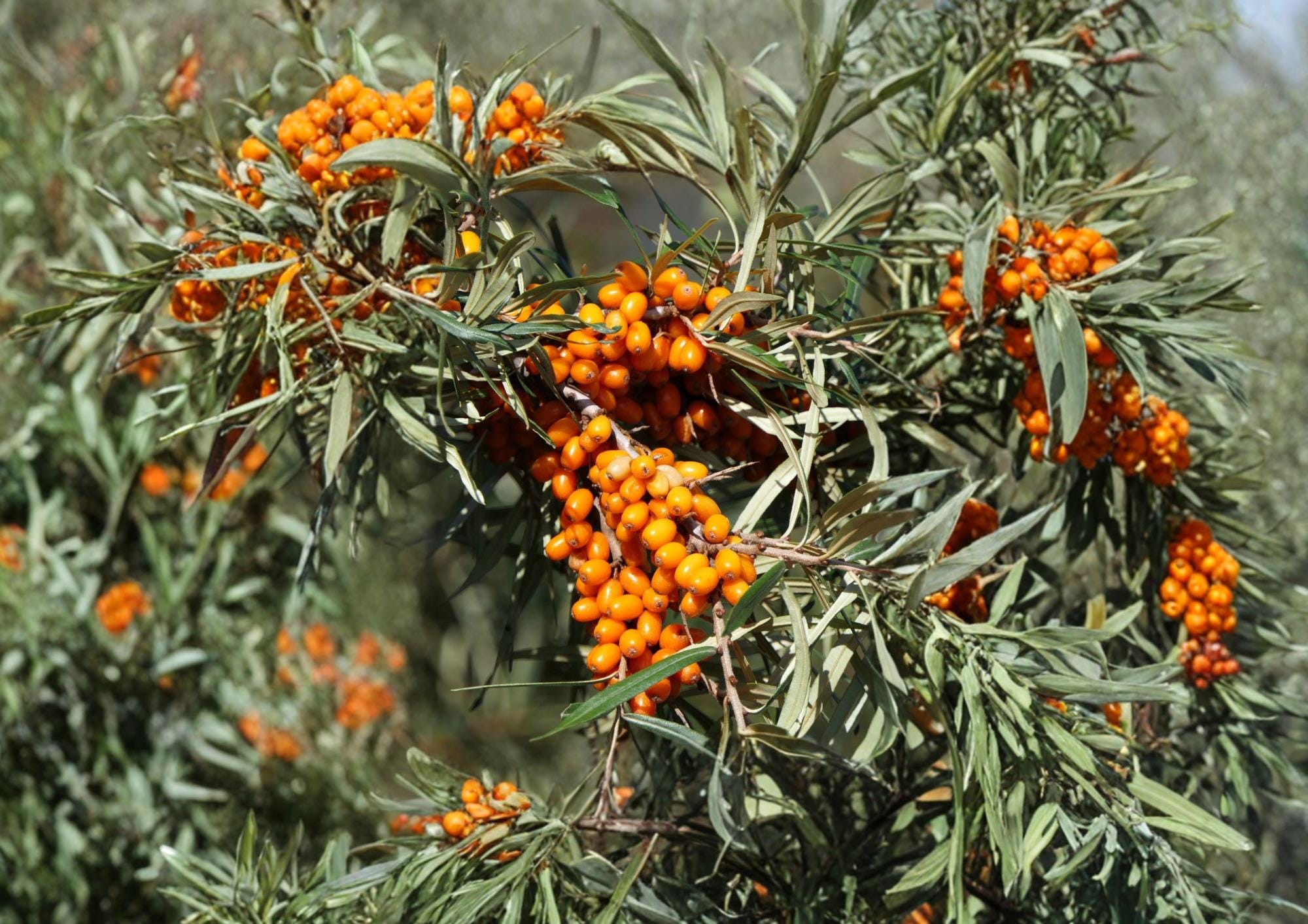 Sea Buckthorn Seeds – Hardy Orange Superfruit Shrub for Gardens and Edible Harvests – Hippophae rhamnoides
