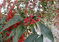 Kurogane Holly Seeds – Ilex Rotunda Evergreen Tree with Glossy Round Leaves and Red Berries – Non-GMO Plant Seeds