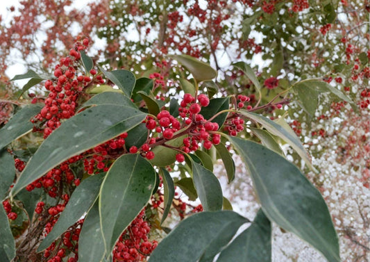 Kurogane Holly Seeds – Ilex Rotunda Evergreen Tree with Glossy Round Leaves and Red Berries – Non-GMO Plant Seeds