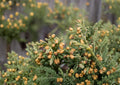 Rocky Mountain Juniper Seeds – Hardy Evergreen Conifer with Blue-Green Foliage, Landscape Tree, BloomHavenNursery