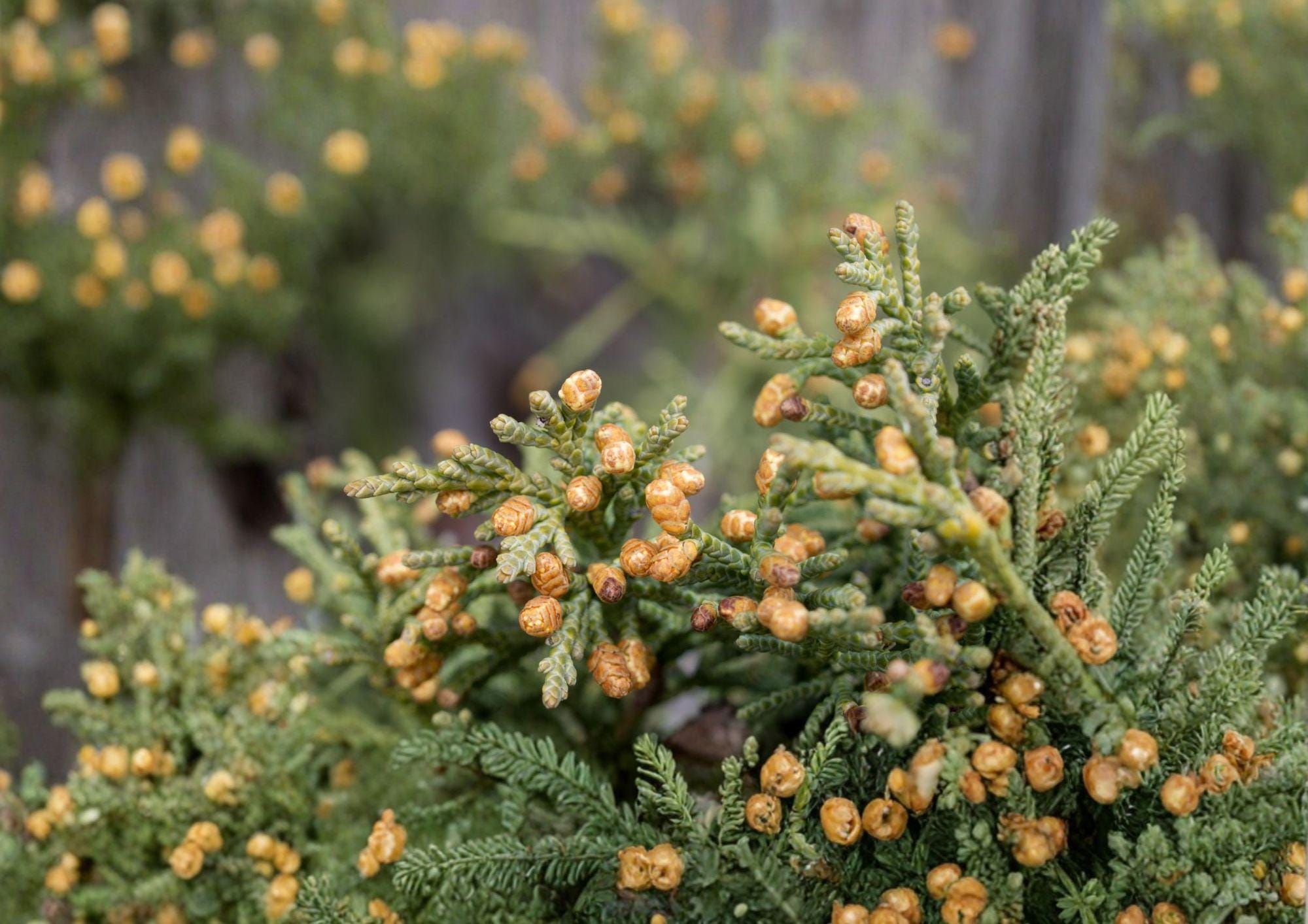 Rocky Mountain Juniper Seeds – Hardy Evergreen Conifer with Blue-Green Foliage, Landscape Tree, BloomHavenNursery
