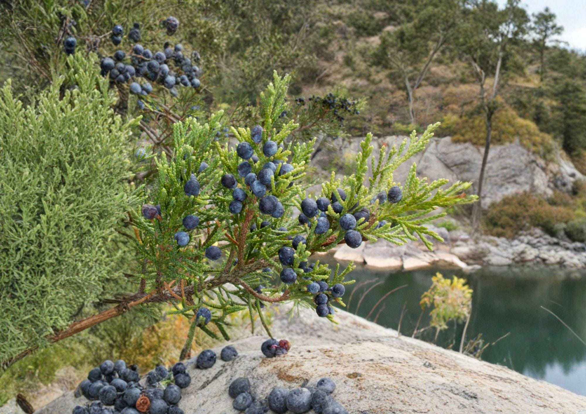 Eastern Red Cedar Seeds – Native Evergreen Tree, Aromatic Wood, Wildlife Garden, 25 Seeds, Juniperus virginiana