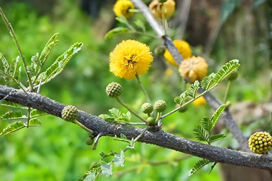 Gum Arabic Tree Seeds (5) | Acacia nilotica | Drought Tolerant Fast-Growing Tree for Landscaping & Bonsai