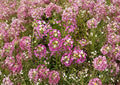 Dwarf Pink Sweet Alyssum Seeds – Fragrant Low Growing Flower for Borders & Containers – Lobularia maritima