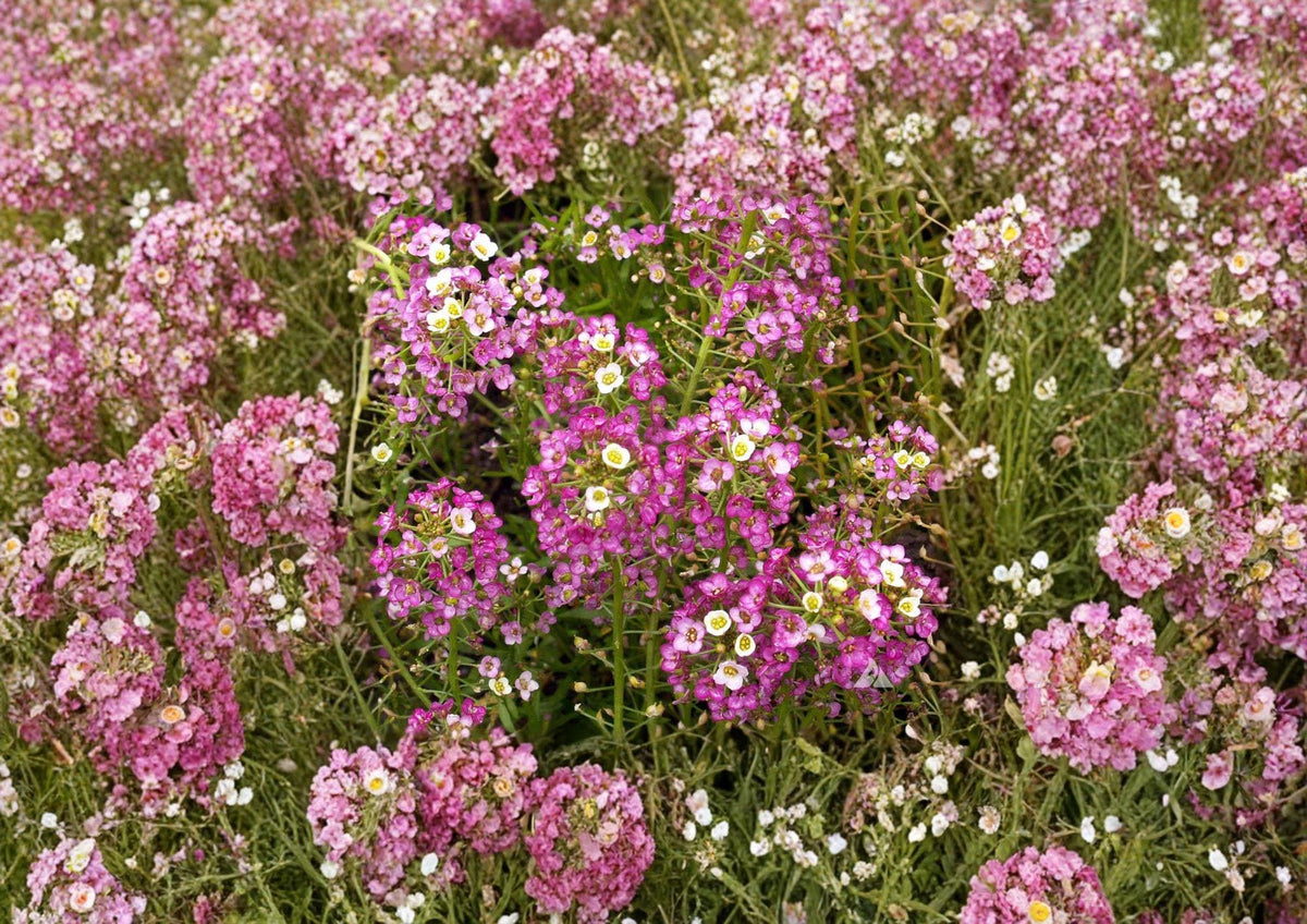 Dwarf Pink Sweet Alyssum Seeds – Fragrant Low Growing Flower for Borders & Containers – Lobularia maritima