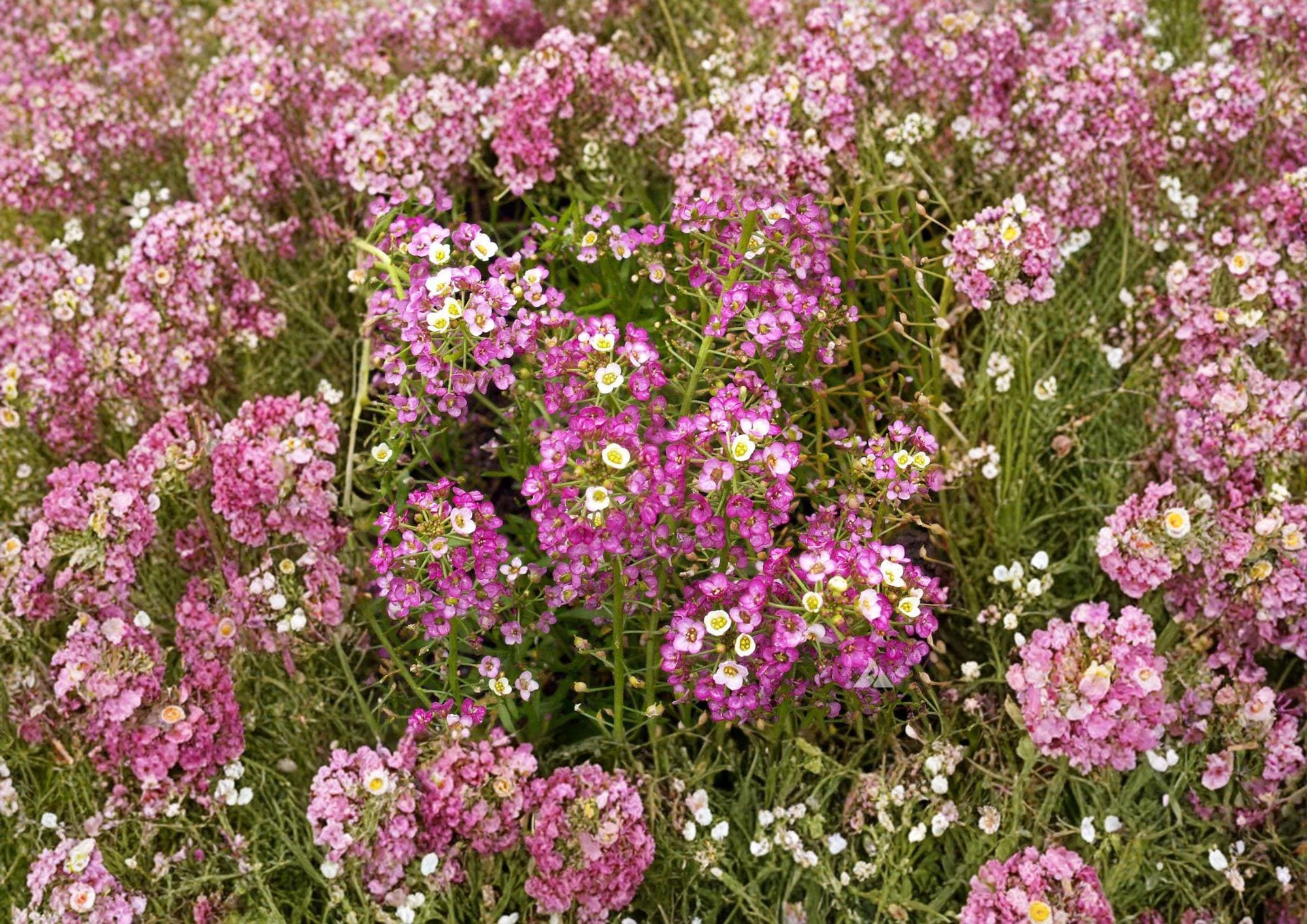 Dwarf Pink Sweet Alyssum Seeds – Fragrant Low Growing Flower for Borders & Containers – Lobularia maritima