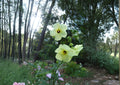 Yellow Rose of Sharon Seeds – Hardy Hibiscus Shrub, Tropical Blooms, Easy to Grow, Rose of Sharon, Hibiscus syriacus