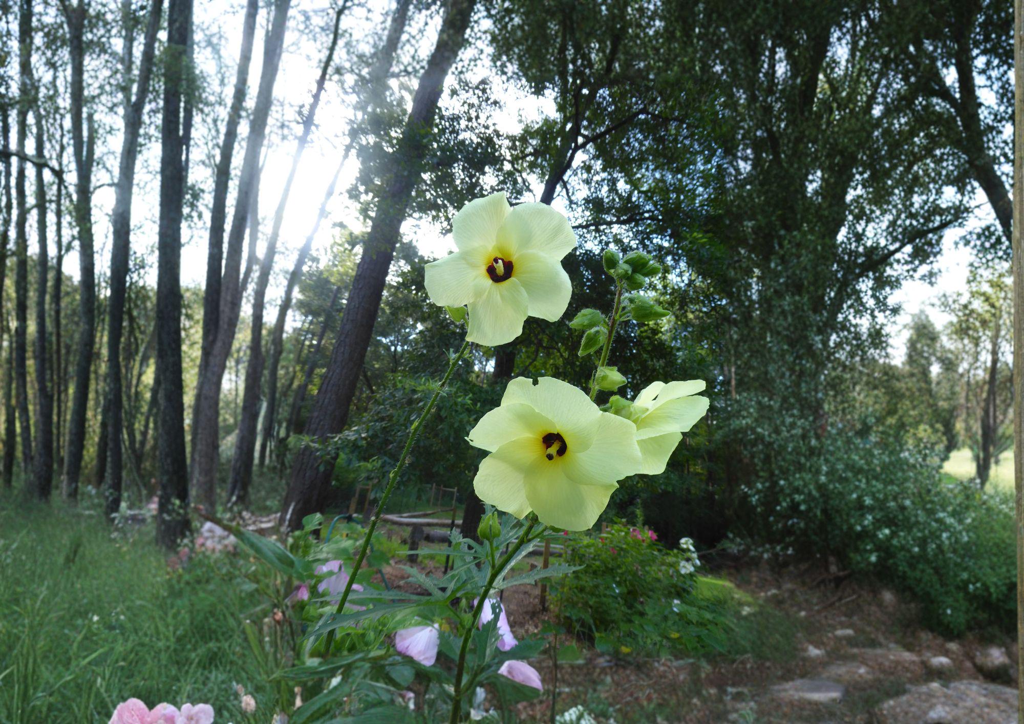 Yellow Rose of Sharon Seeds – Hardy Hibiscus Shrub, Tropical Blooms, Easy to Grow, Rose of Sharon, Hibiscus syriacus