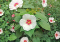 Hibiscus Lasiocarpos Seeds – Hardy Native Woolly Rose Mallow Pink Flowers Non-GMO Botanical Seed