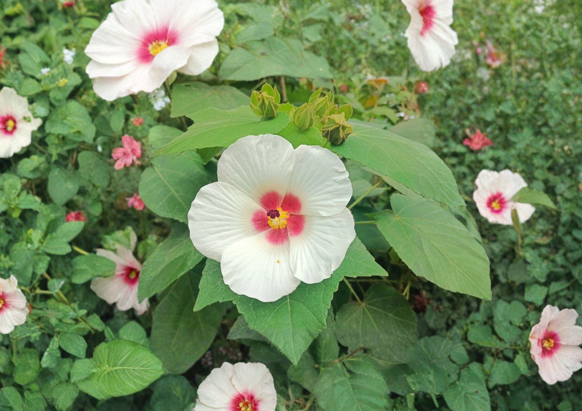 Hibiscus Lasiocarpos Seeds – Hardy Native Woolly Rose Mallow Pink Flowers Non-GMO Botanical Seed