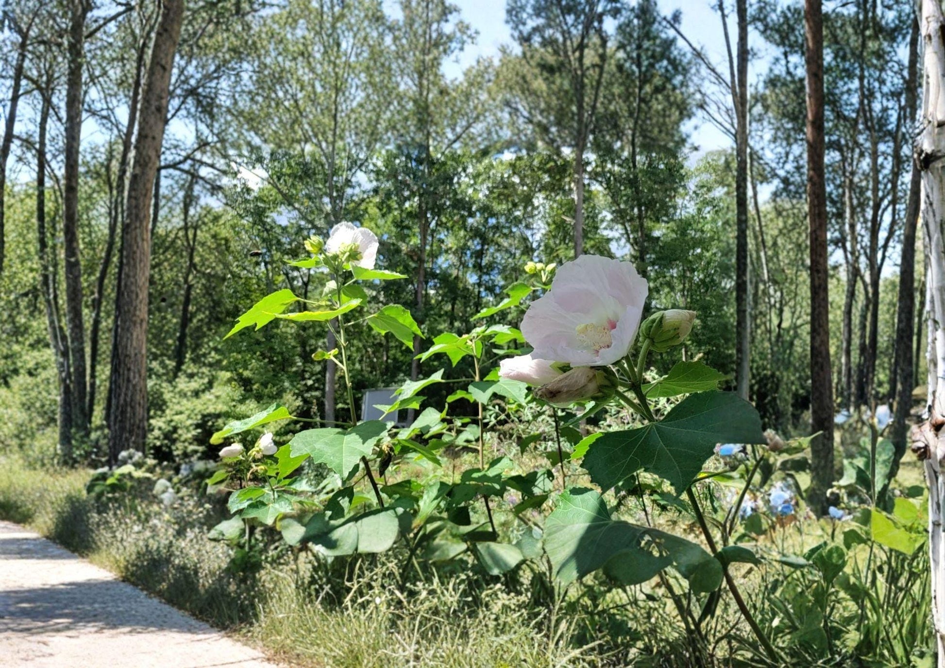 Hibiscus Seeds - False Confederate Rose (Hibiscus paramutabilis) - Large Pink Everblooming Hardy Hibiscus Shrub - Non-GMO 10 Seeds