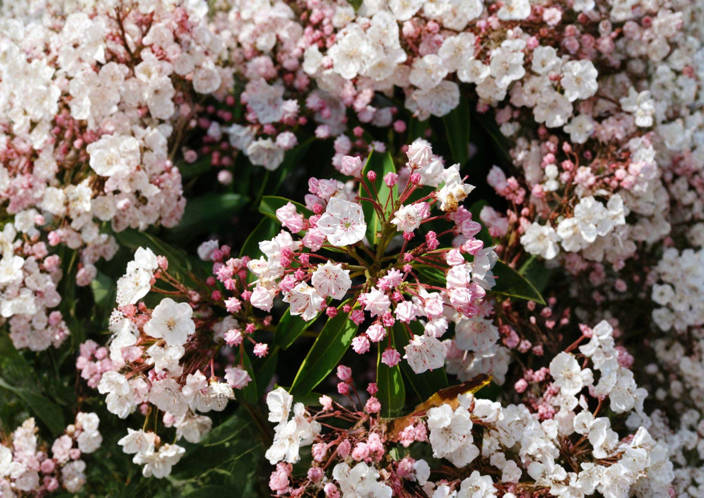 Kalmia Latifolia Mountain Laurel Seeds – Native Evergreen Shrub with Pink and White Flowers, Fast Growing Plant Seeds