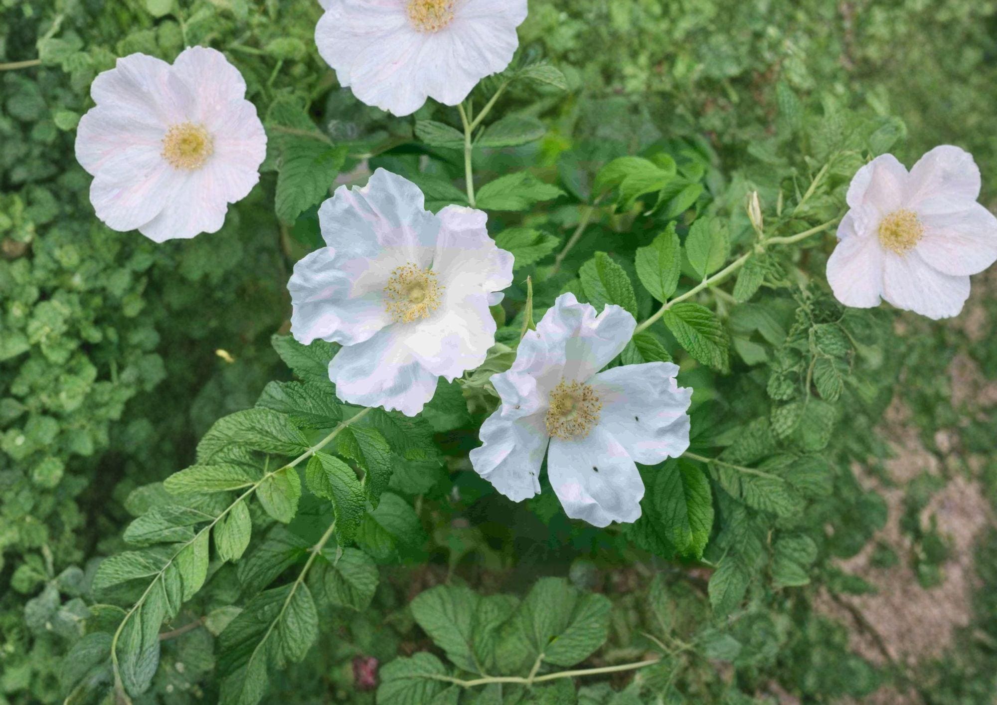 Rosa Rugosa Alba White Beach Rose Seeds – Fragrant Coastal Wild Flower Pack of 25