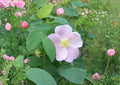 Rosa Woodsii Seeds – Native Wild Prairie Rose, Pink Flowers, Rose Hips, Wildlife Garden Planting, Native Perennial Seeds