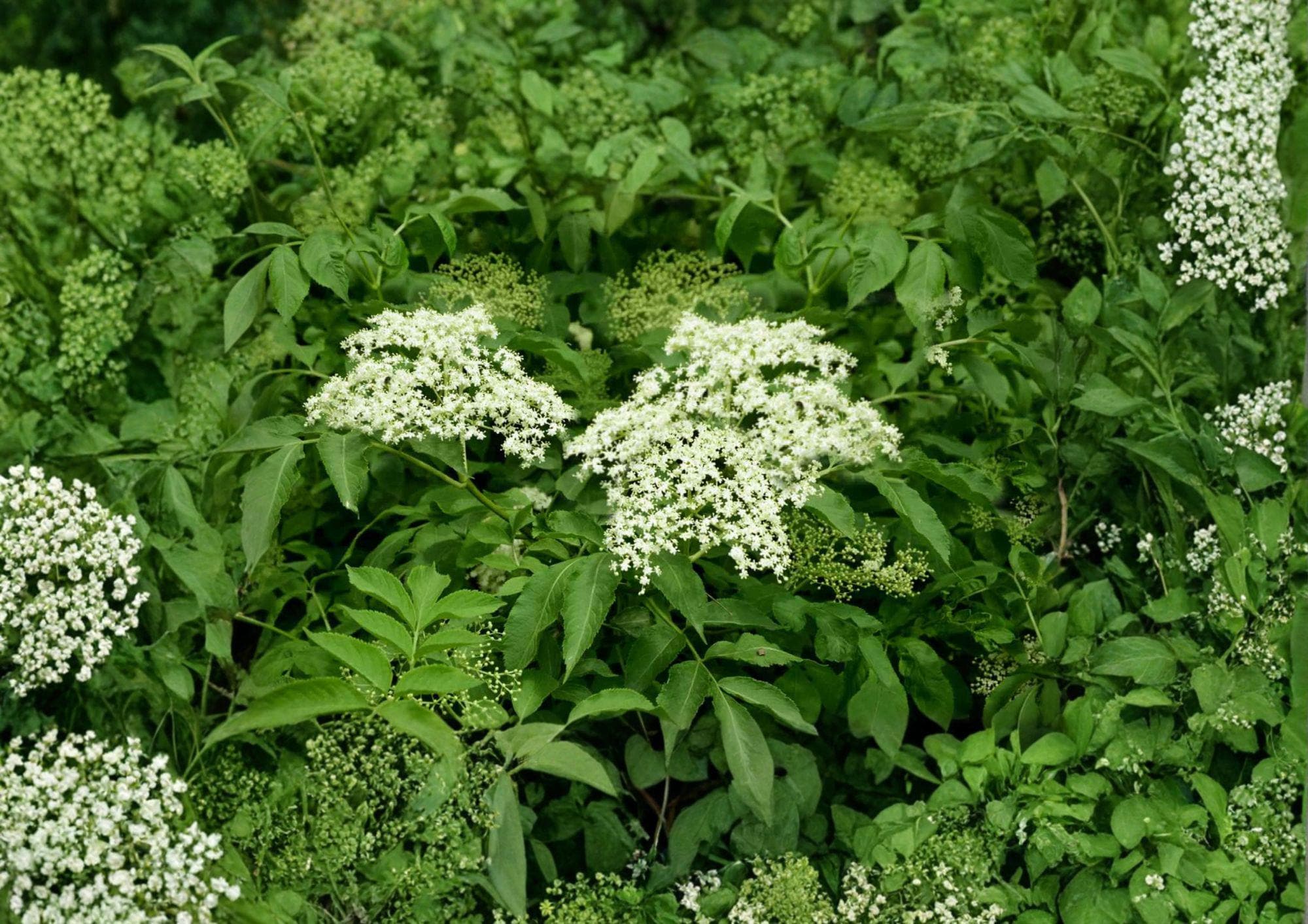 American Elderberry Seeds – Native Shrub for Edible Gardens, Wildlife, White Flowers – Sambucus canadensis